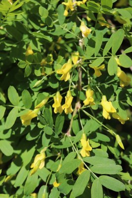 Caragana arborescens 'Pendula' - čimišník obecný - v květu